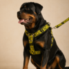 file_0000000000f4820ea91e0328244cb1c6 Arnés Full Estampado XL para Perros con Correa