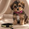 file_000000006a84820e873ff573a42ed967 Collar para Perro Pequeño con Dije Decorativo – Talla Pincher