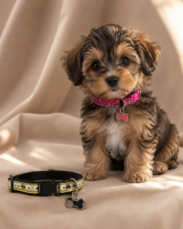 file_000000006a84820e873ff573a42ed967 Collar para Perro Pequeño con Dije Decorativo – Talla Pincher