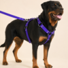 file_00000000c2f8820e99424ba8fa71e674 Arnés Unicolor XL para Perros con Correa