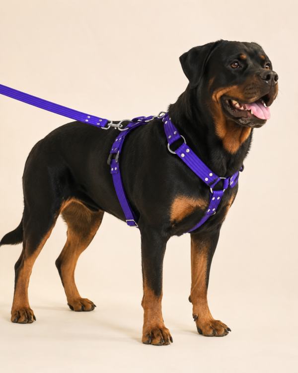 file_00000000c2f8820e99424ba8fa71e674 Arnés Unicolor XL para Perros con Correa